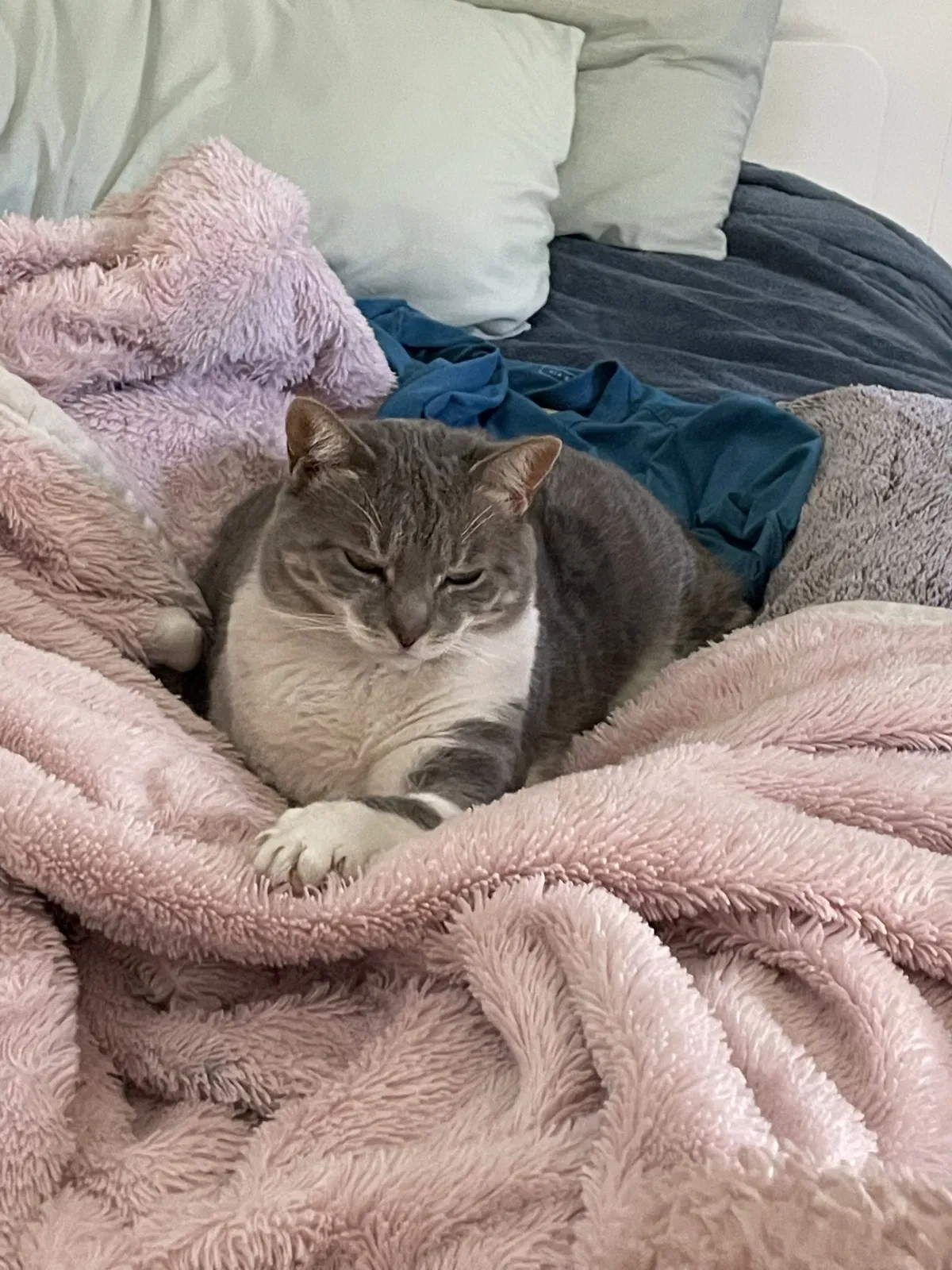Lost cat in San Diego, CA, 92119
