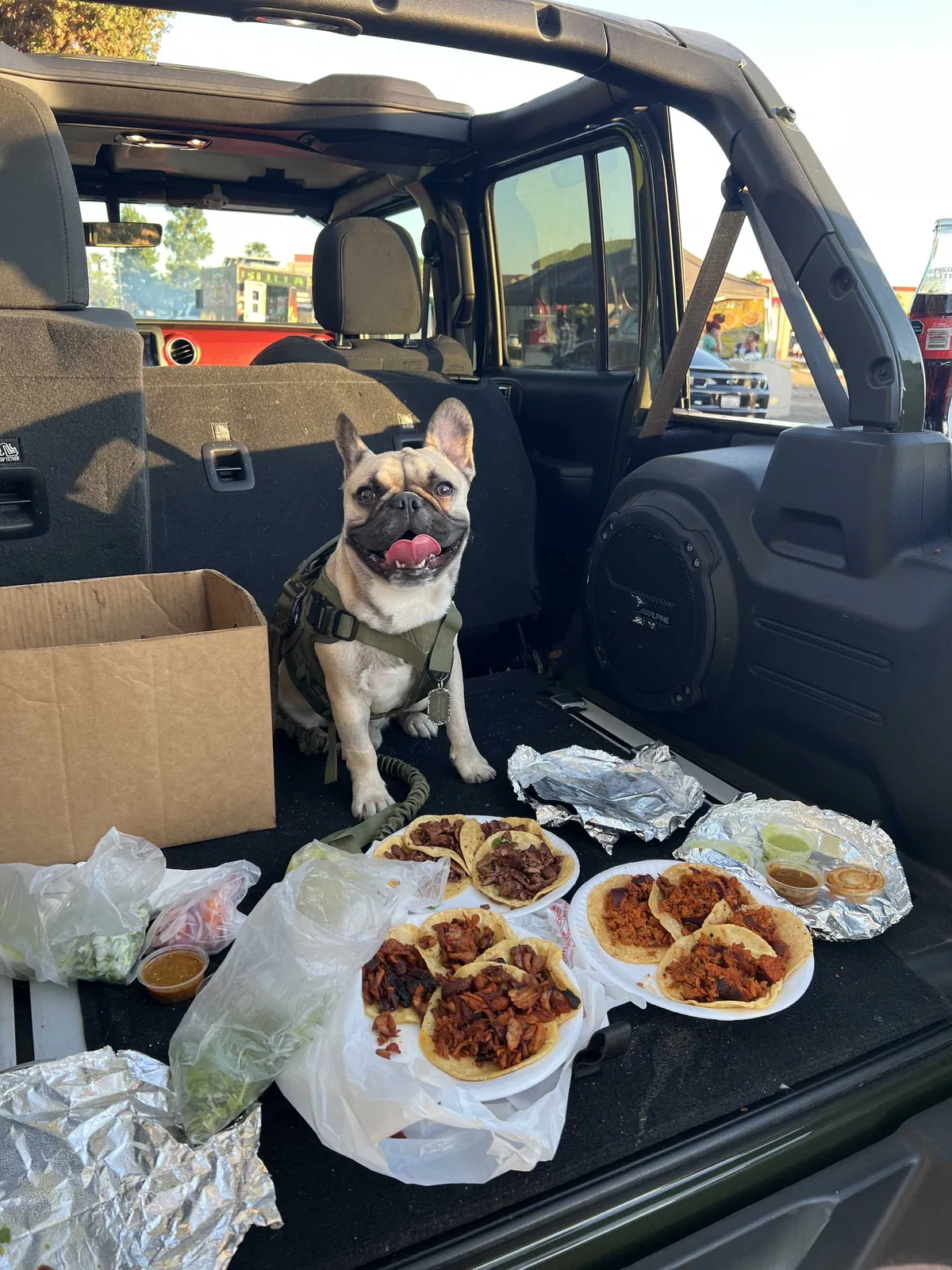 Lost dog in Whittier, CA, 90602
