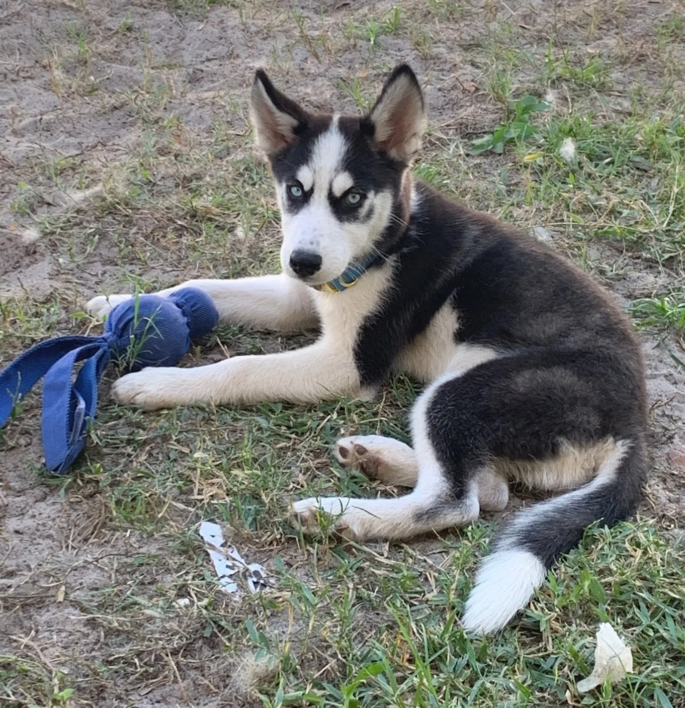 Lost dog in Lake Helen, FL, 32744