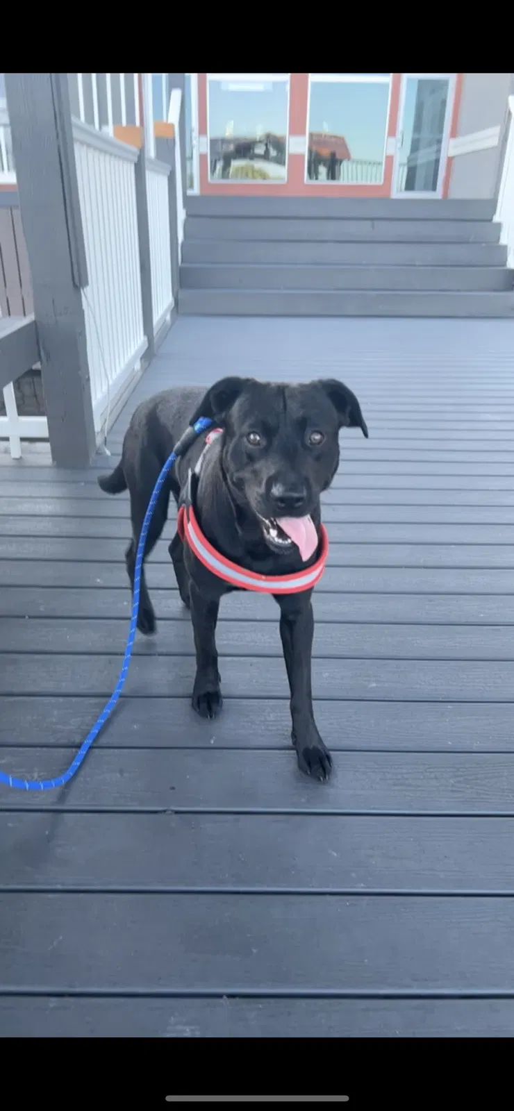 Lost dog in Orlando, FL, 32812