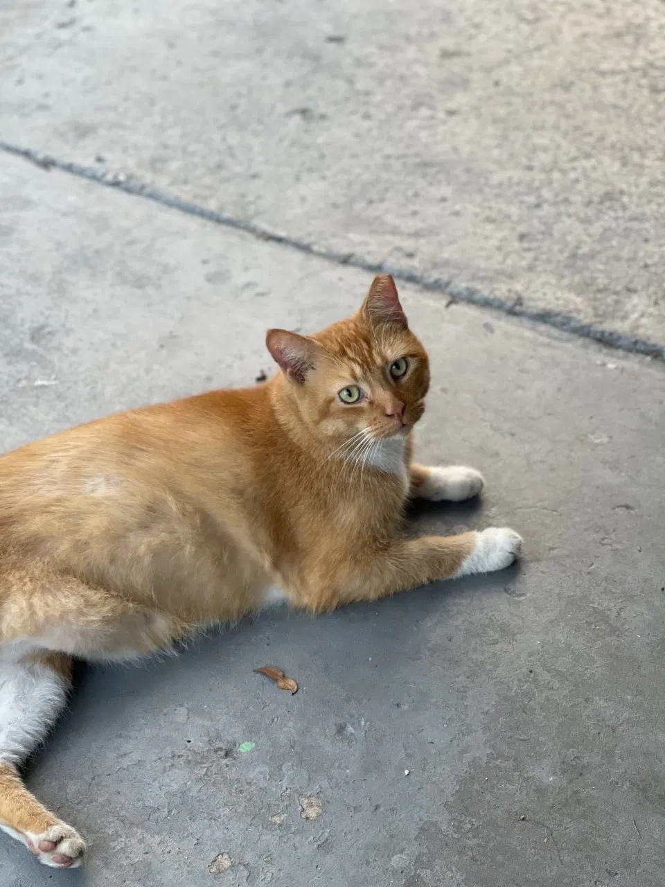 Lost cat in Orange City, FL, 32763