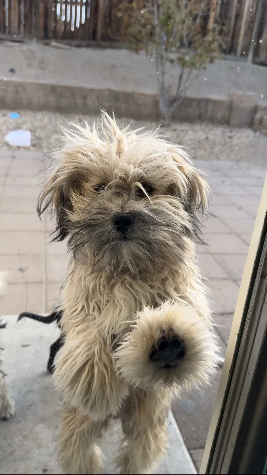Lost dog in Adelanto, CA, 92301