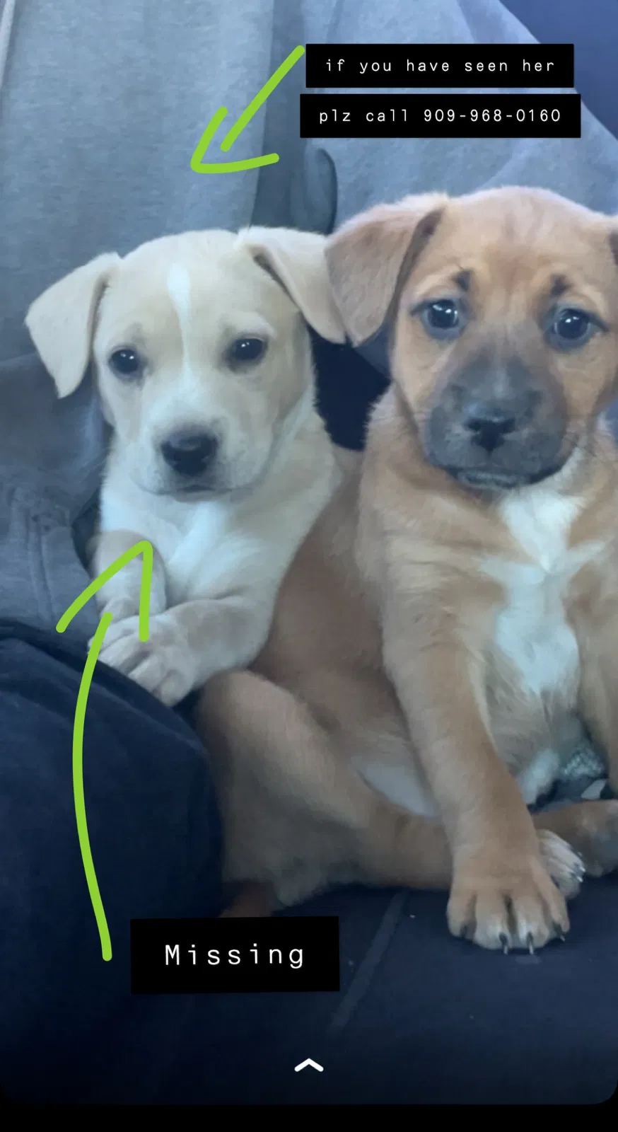 Lost dog in Redlands, CA, 92373