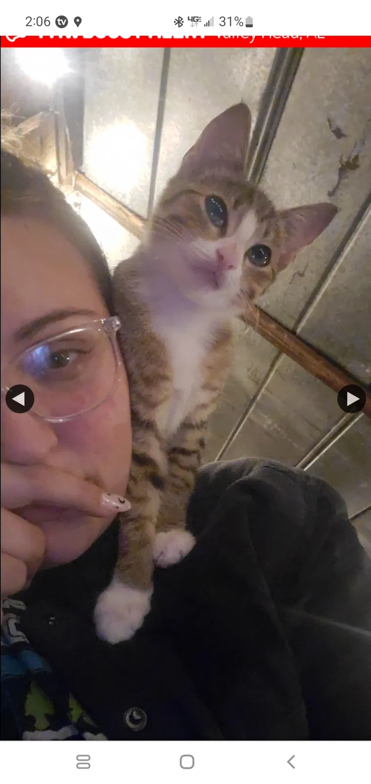 Lost cat in Valley Head, AL, 35989