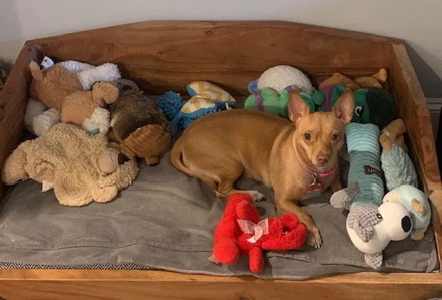 Lost dog in Houston, TX, 77009