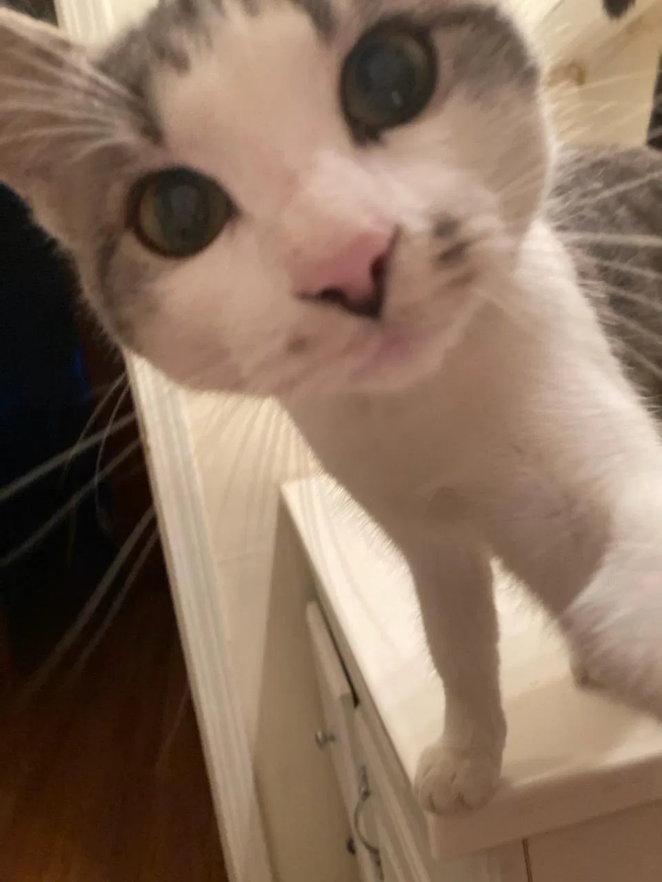 Lost cat in Rossville, GA, 30741