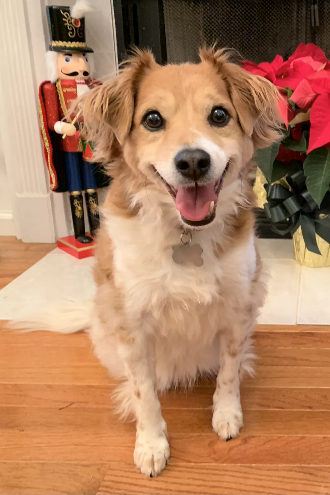 Lost dog in Rock Hill, SC, 29730