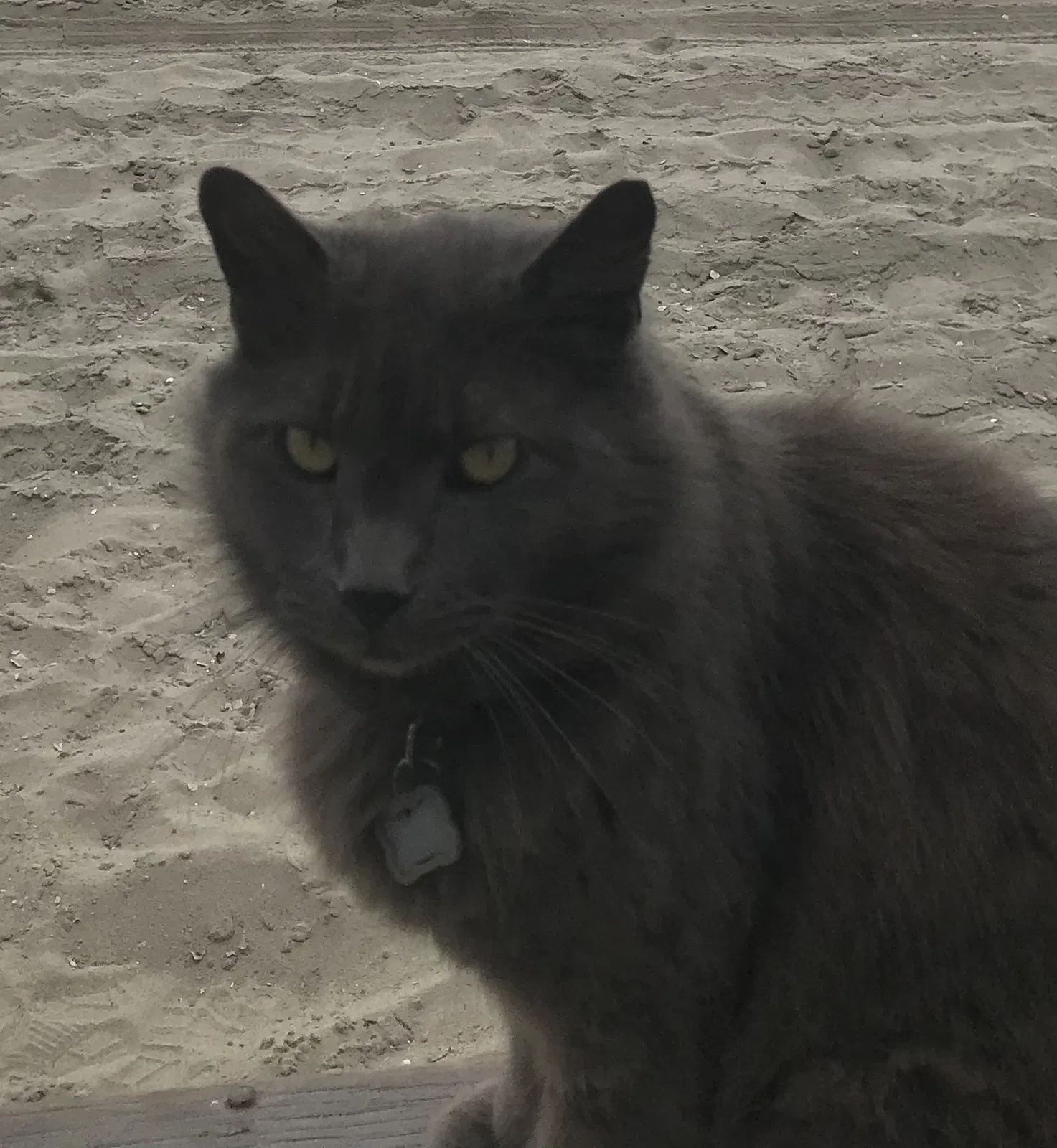 Lost cat in San Marcos, CA, 92078
