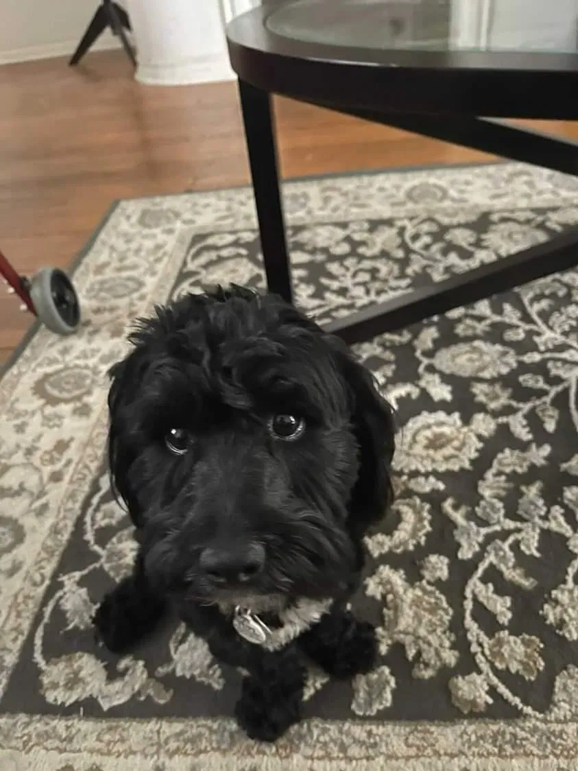 Lost dog in El Paso, TX, 79903
