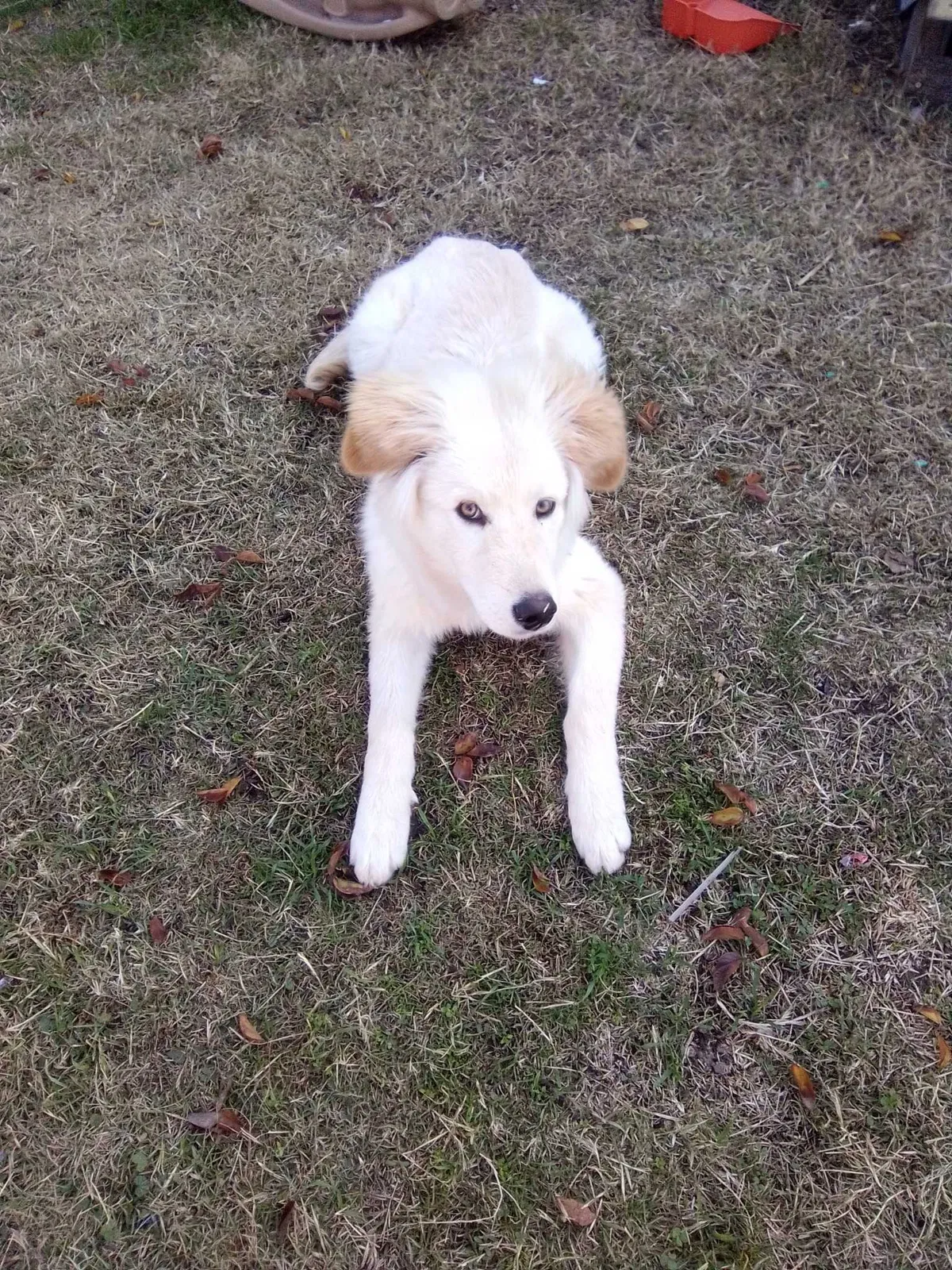 Lost dog in Stockton, CA, 95204