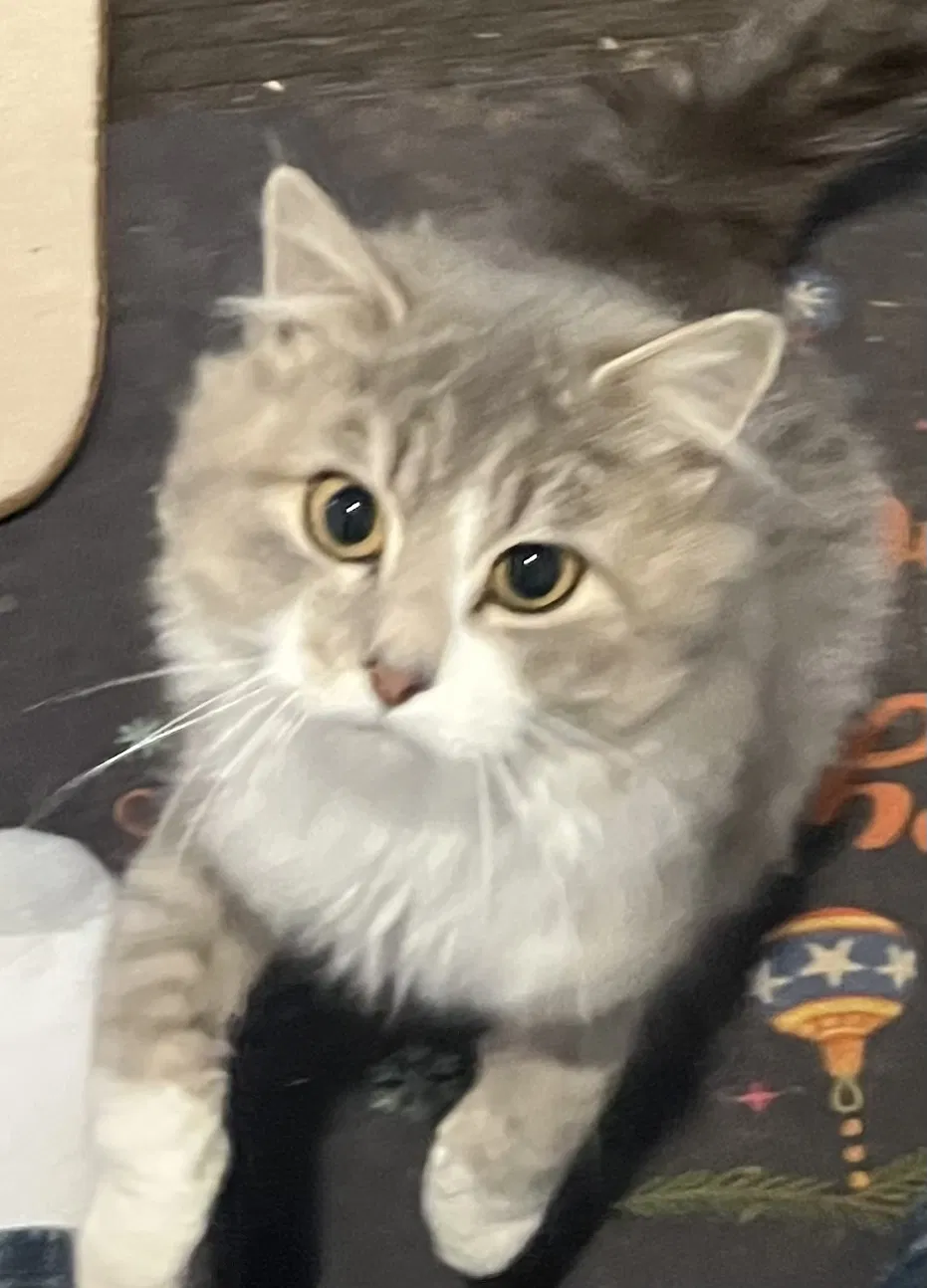 Found Cat