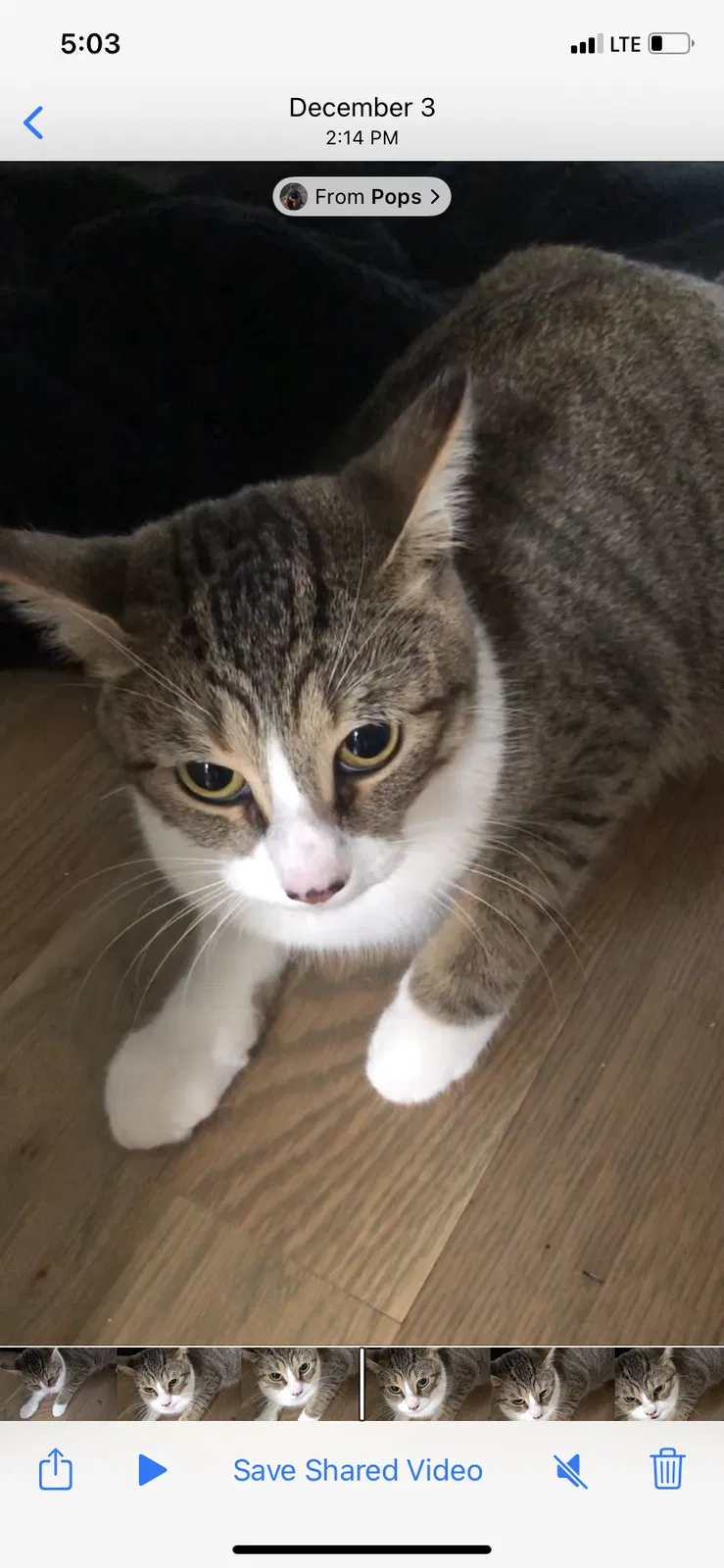 Lost cat in Charlotte, NC, 28208