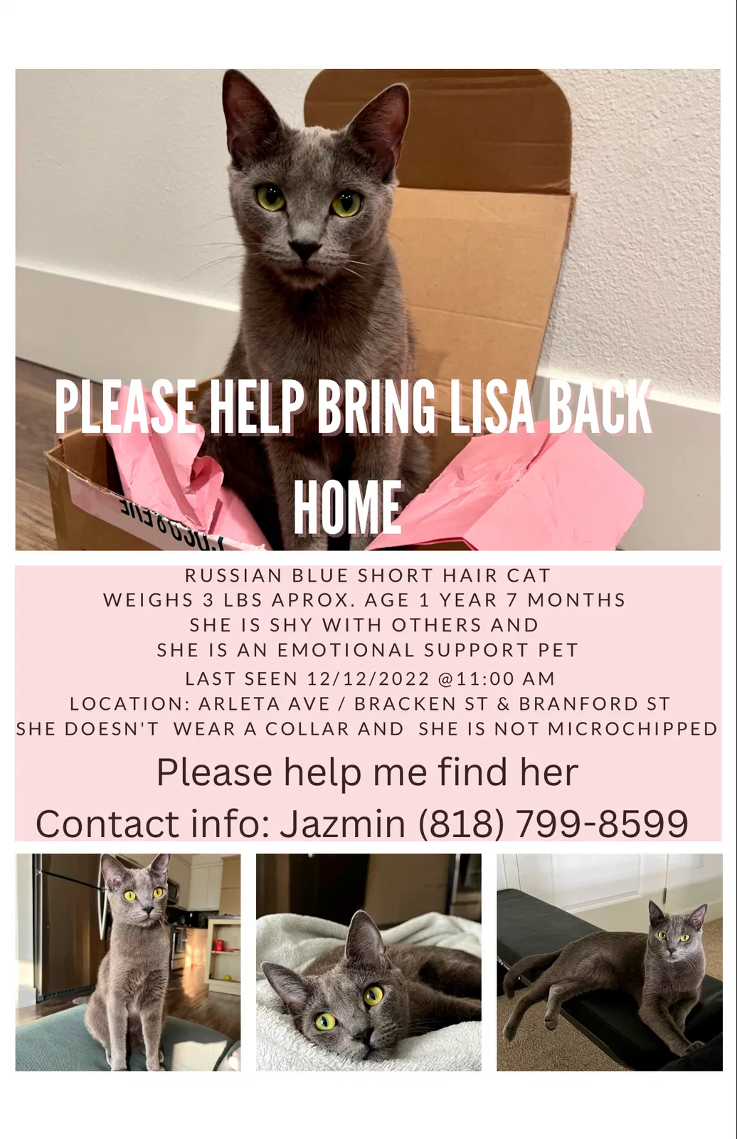 Lost cat in Pacoima, CA, 91331