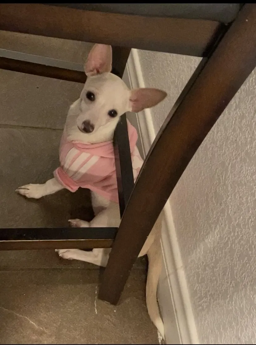 Lost dog in Ontario, CA, 91762