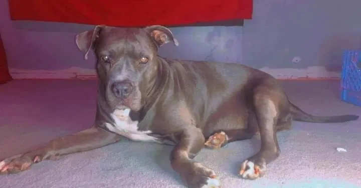 Lost dog in Lindsay, OK, 73052