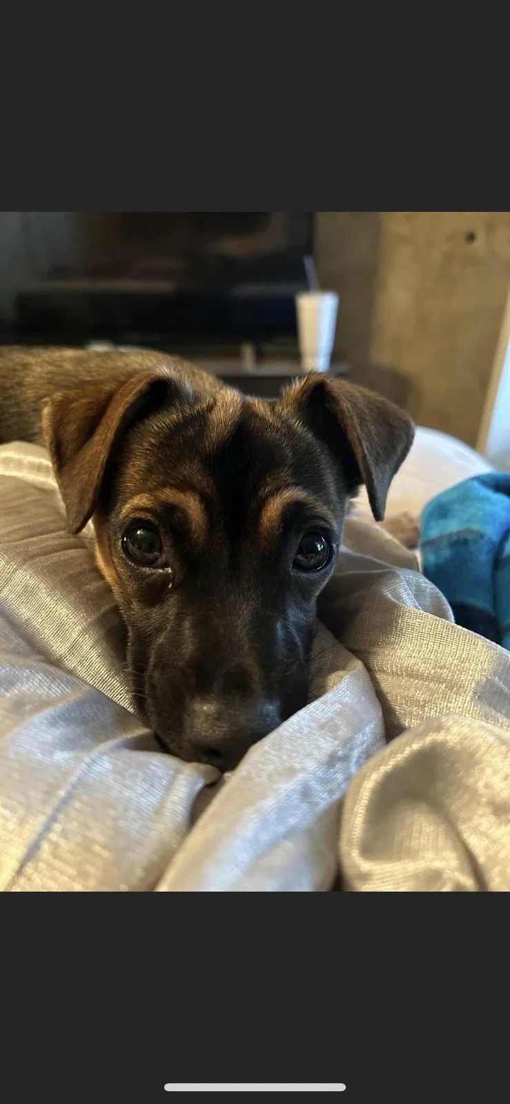 Missing Dog