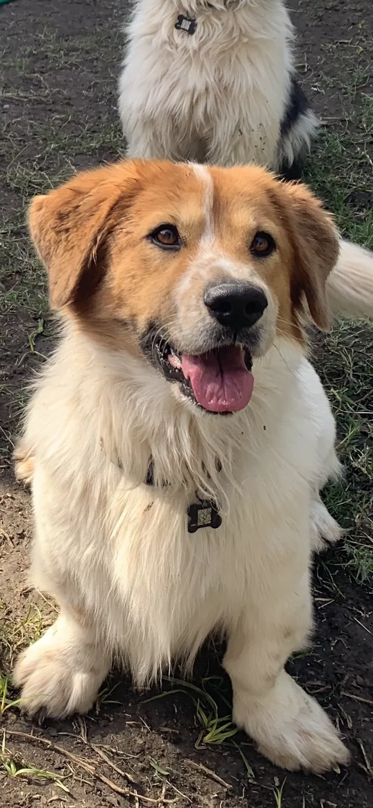 Lost dog in Grand Prairie, TX, 75051