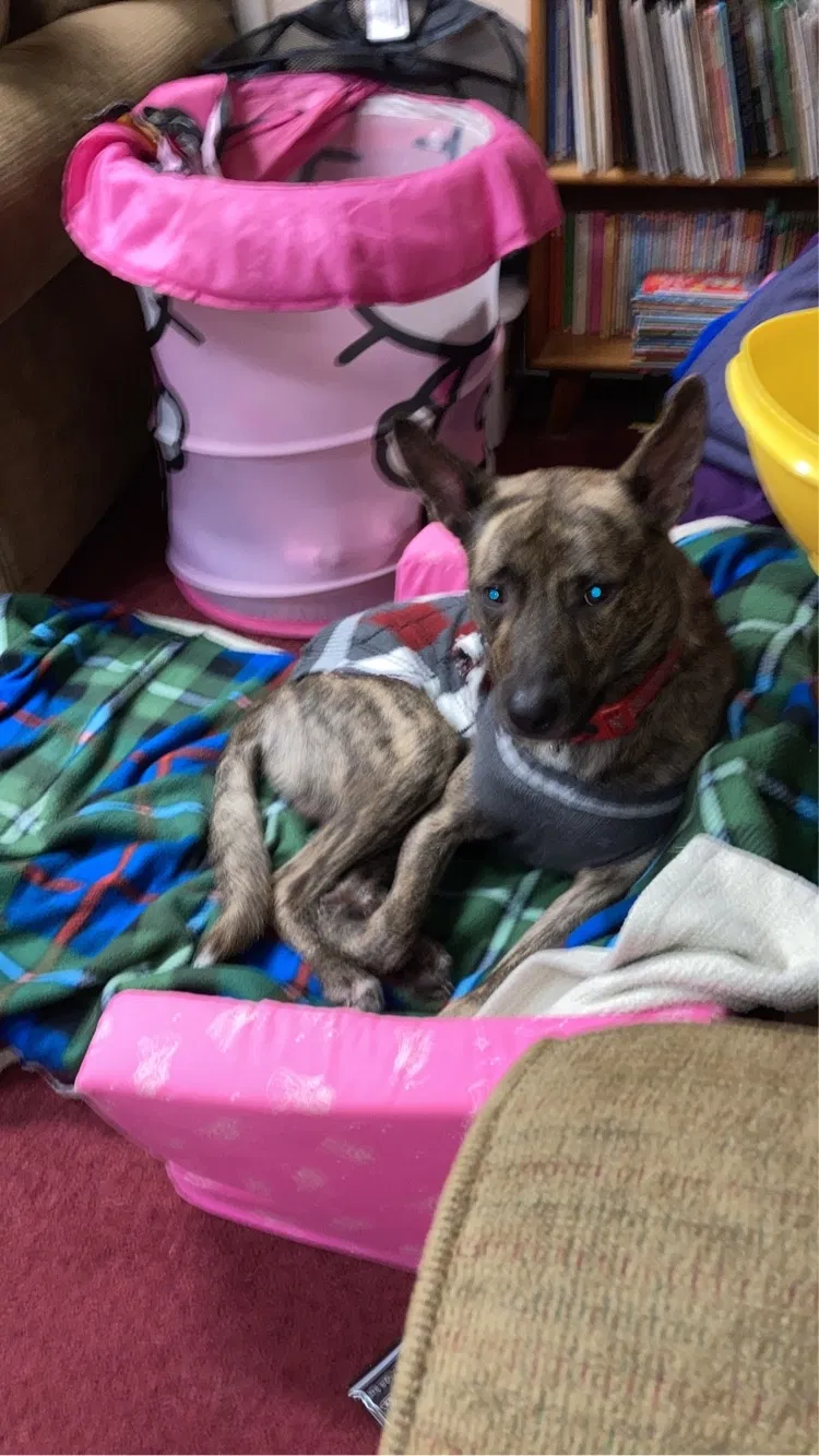 Lost dog in Republic, MO, 65738