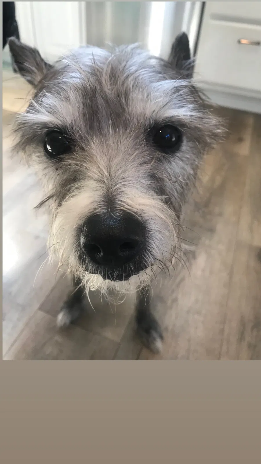 Lost dog in Virginia Beach, VA, 23455