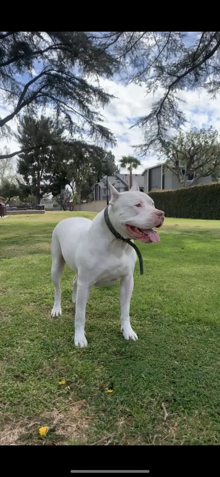 Lost dog in Los Angeles, CA, 90011