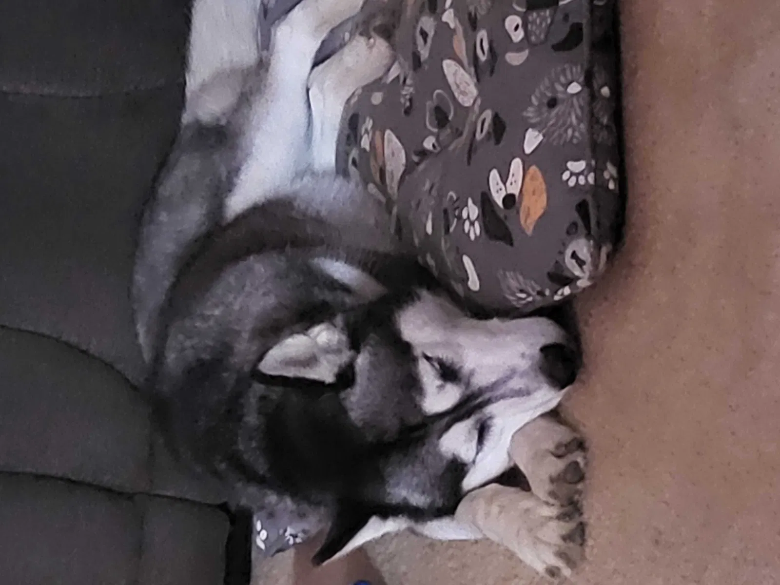 Lost dog in Fayetteville, NC, 28303