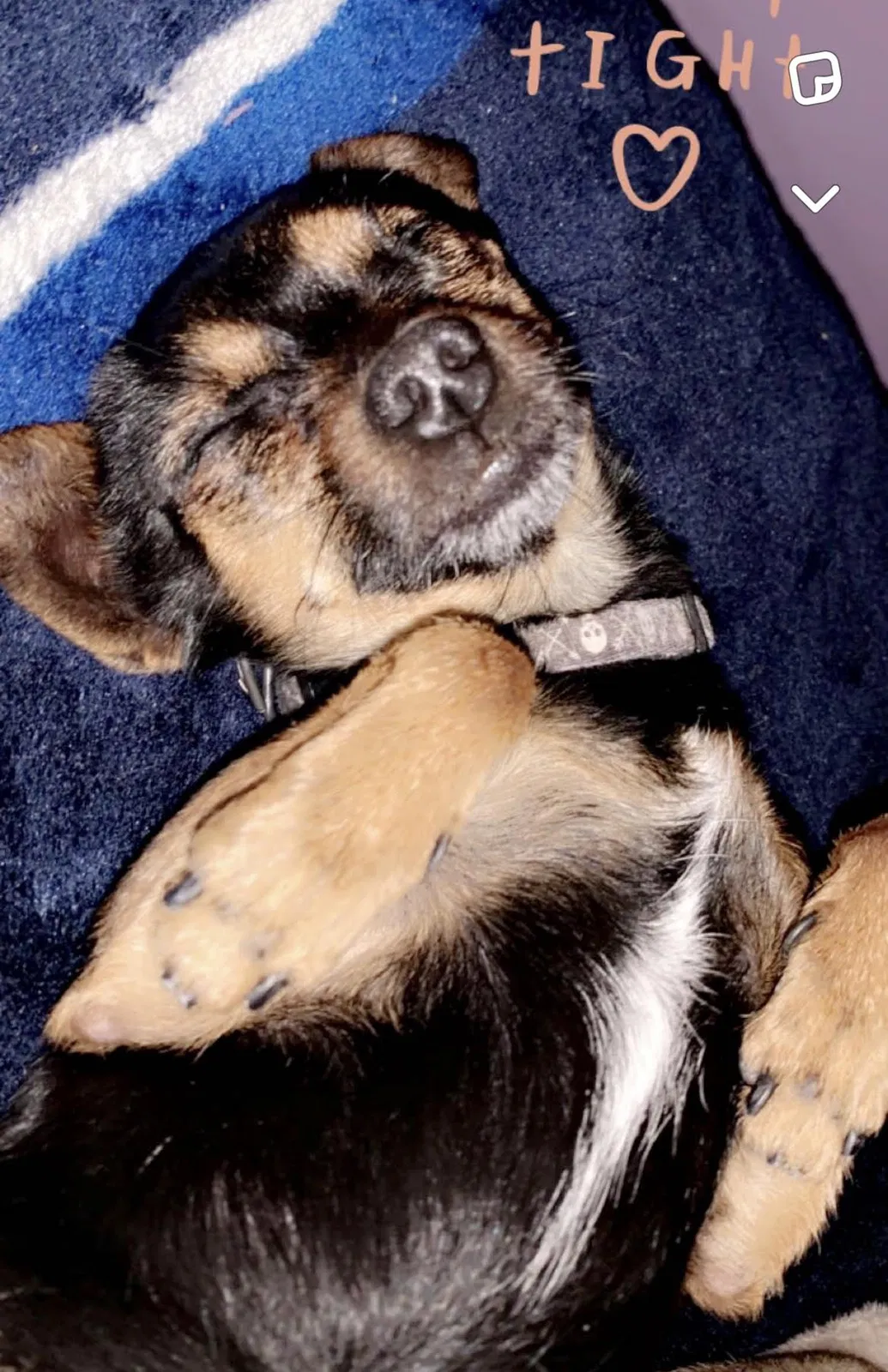 Lost dog in El Paso, TX, 79925