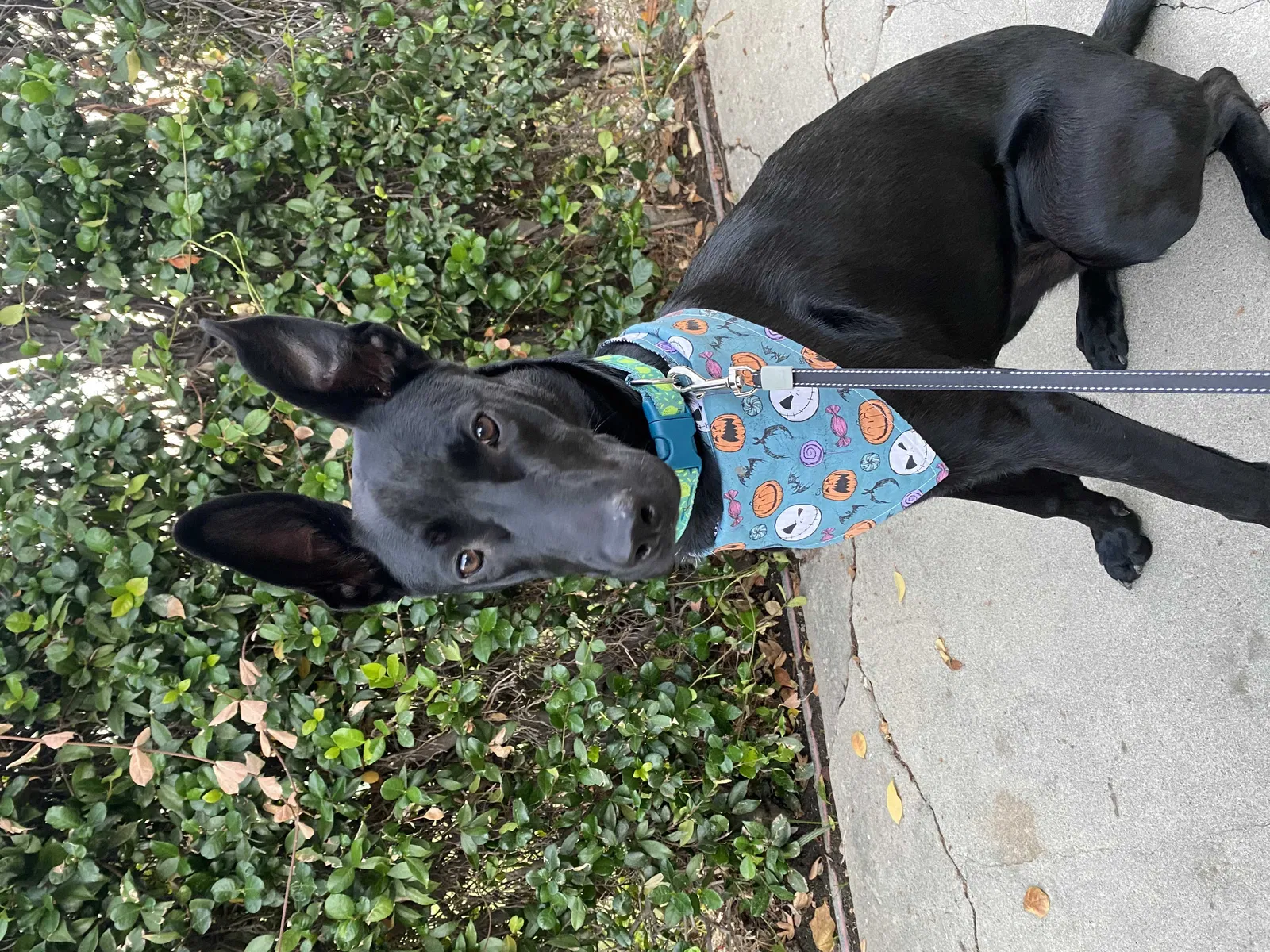 Lost dog in Fresno, CA, 93703