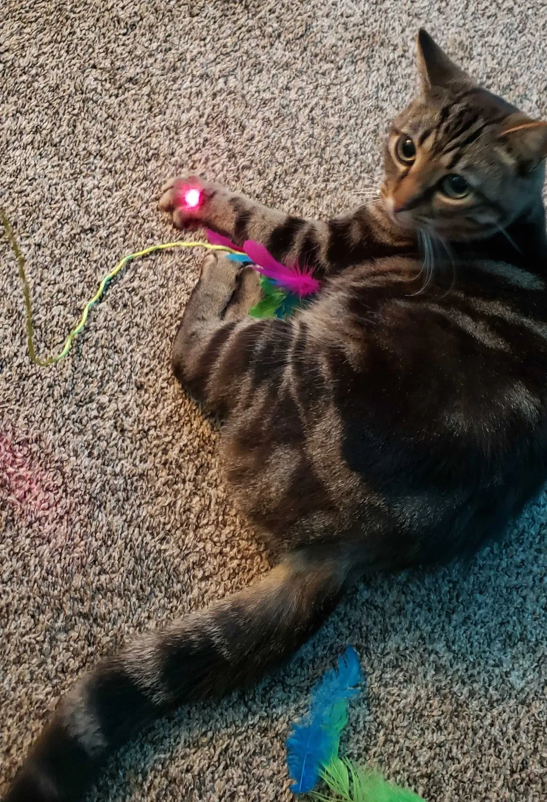 Lost cat in Hardinsburg, KY, 40143