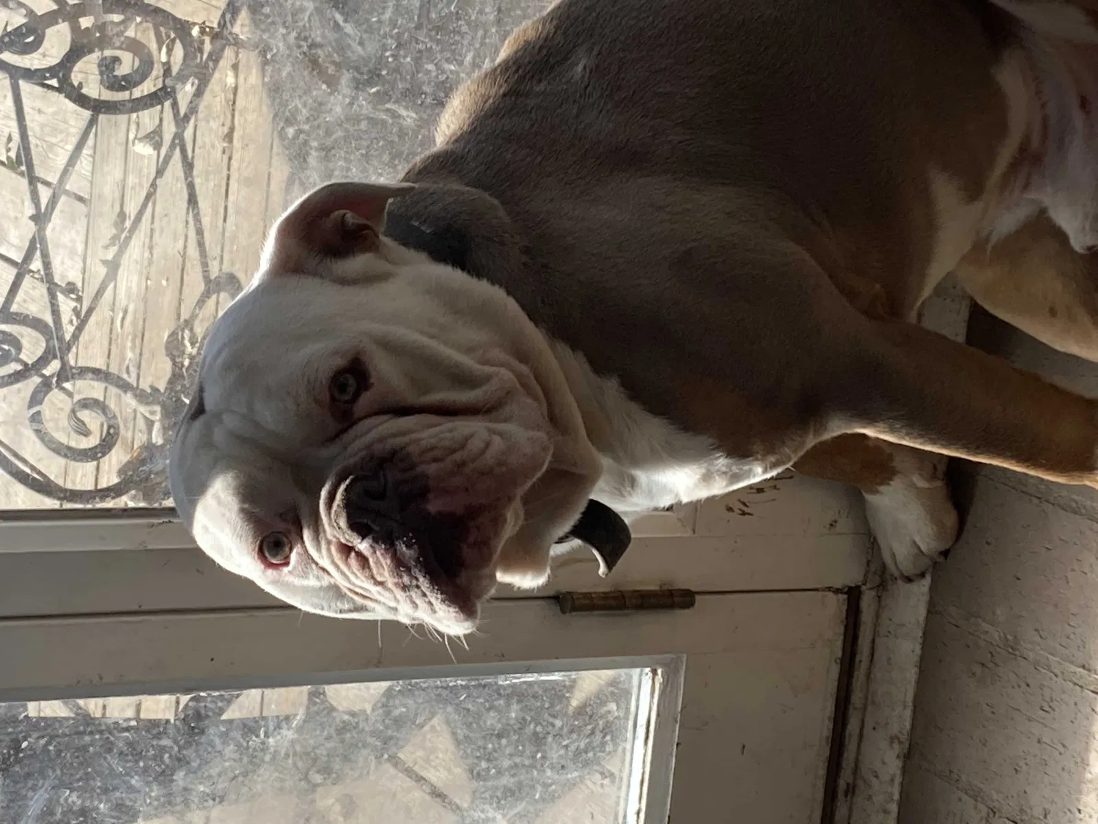 Lost dog in Jemez Pueblo, NM, 87024