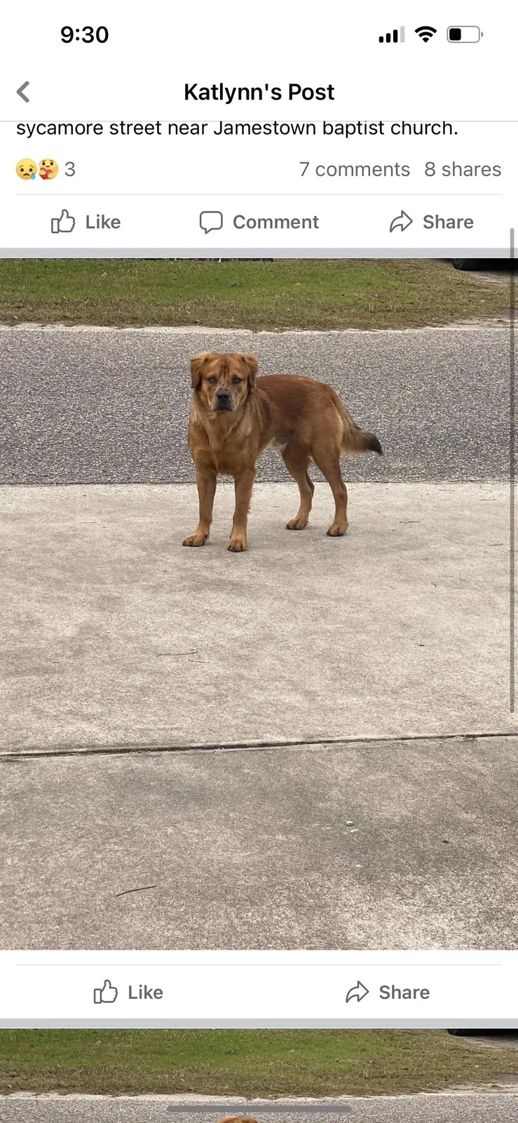 Found dog in Conway, SC, 29527