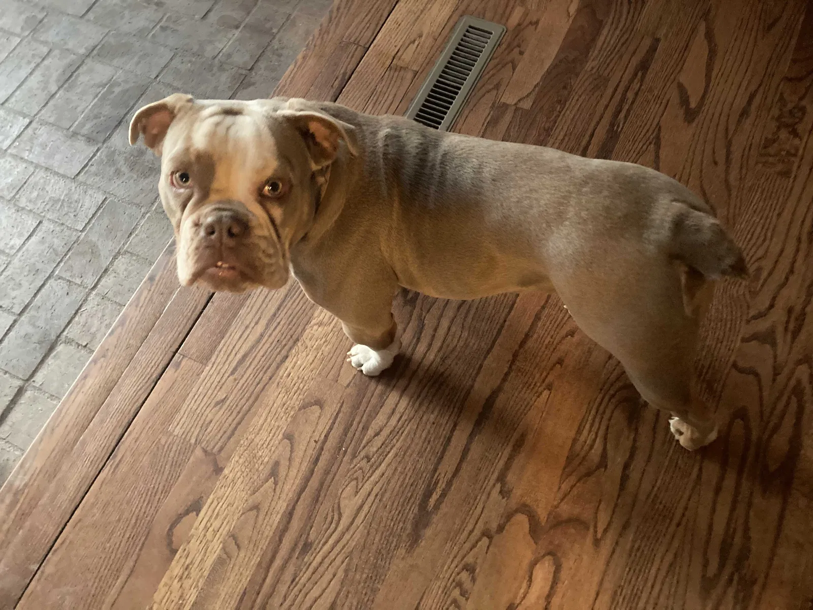 Lost dog in Jemez Pueblo, NM, 87024
