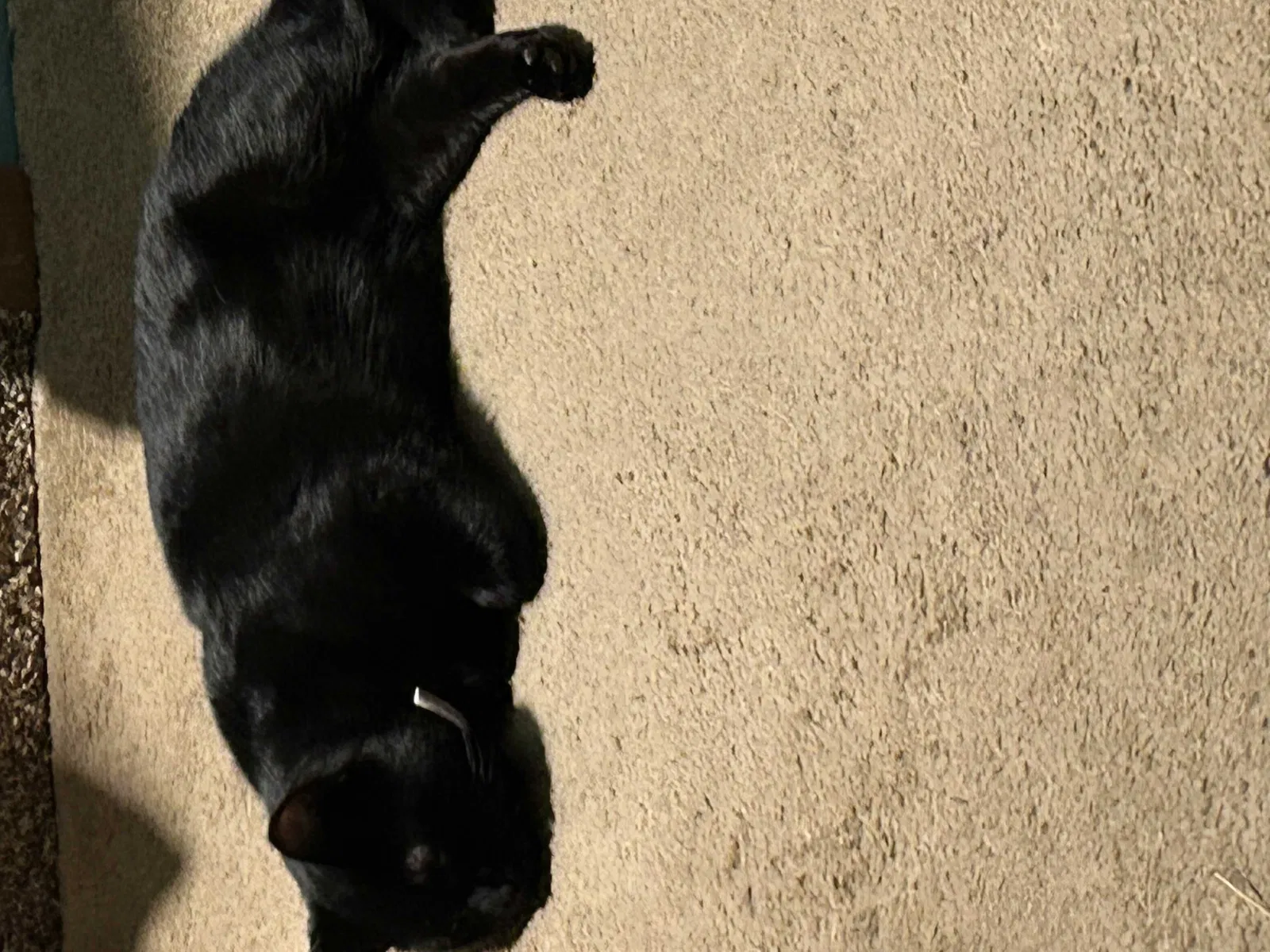 Lost cat in Pittsburgh, PA, 15229