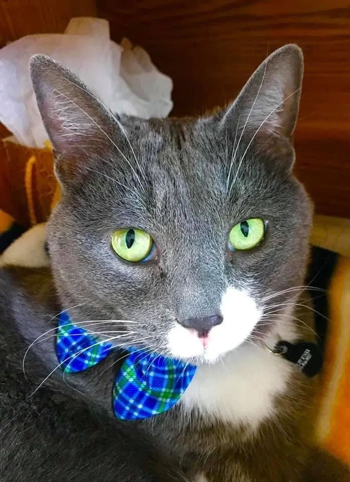 Lost cat in Murfreesboro, TN, 37128