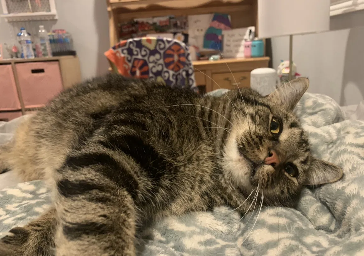 Lost cat in East Setauket, NY, 11733