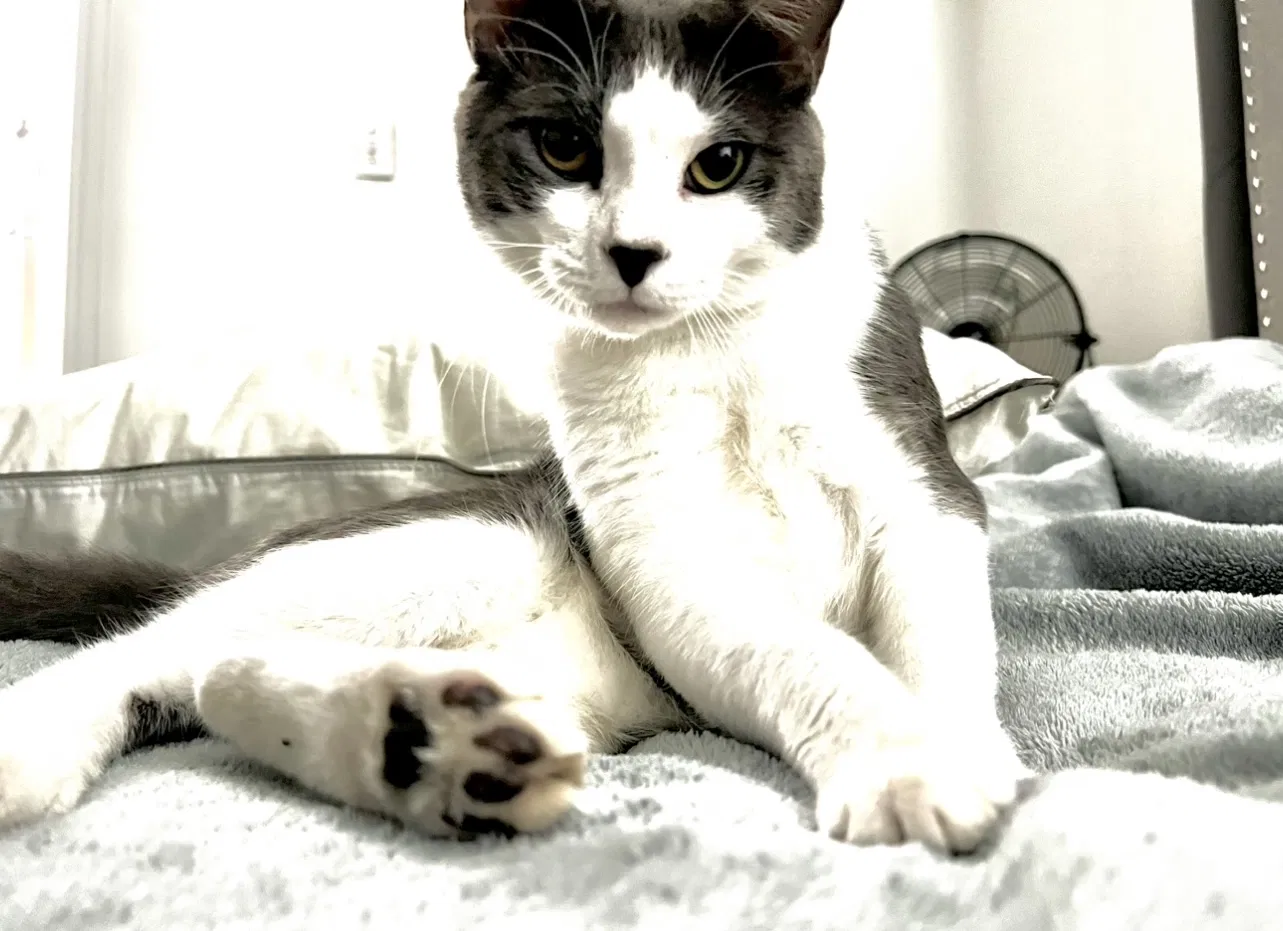 Lost cat in Houston, TX, 77064