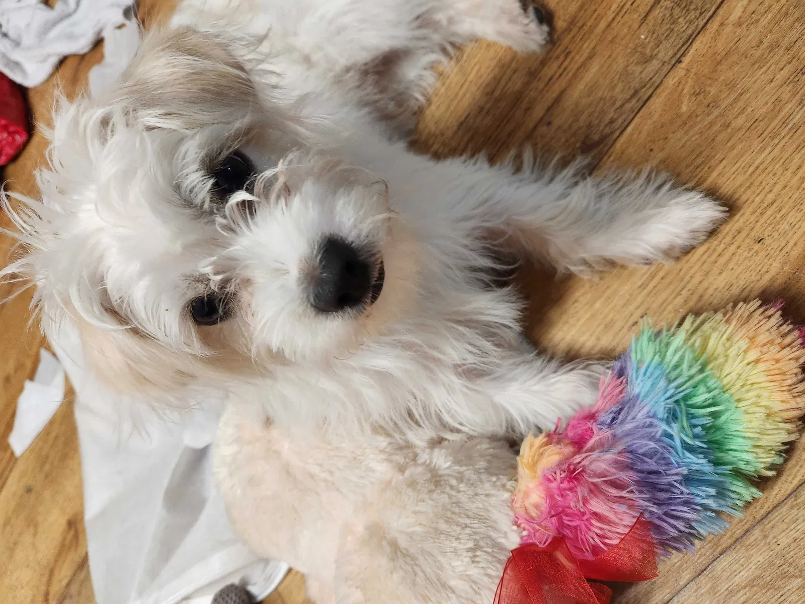 Lost dog in Cicero, IL, 60804