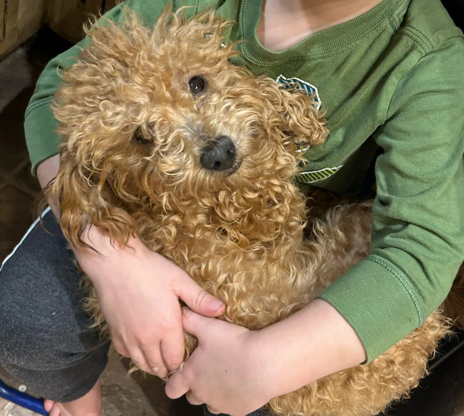 Lost dog in Champion, PA, 15622