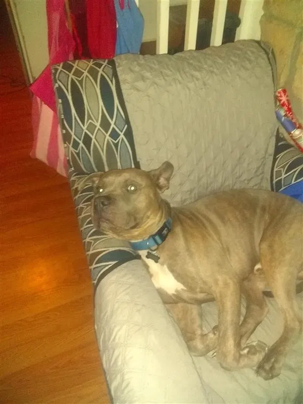 Lost dog in Houston, TX, 77021