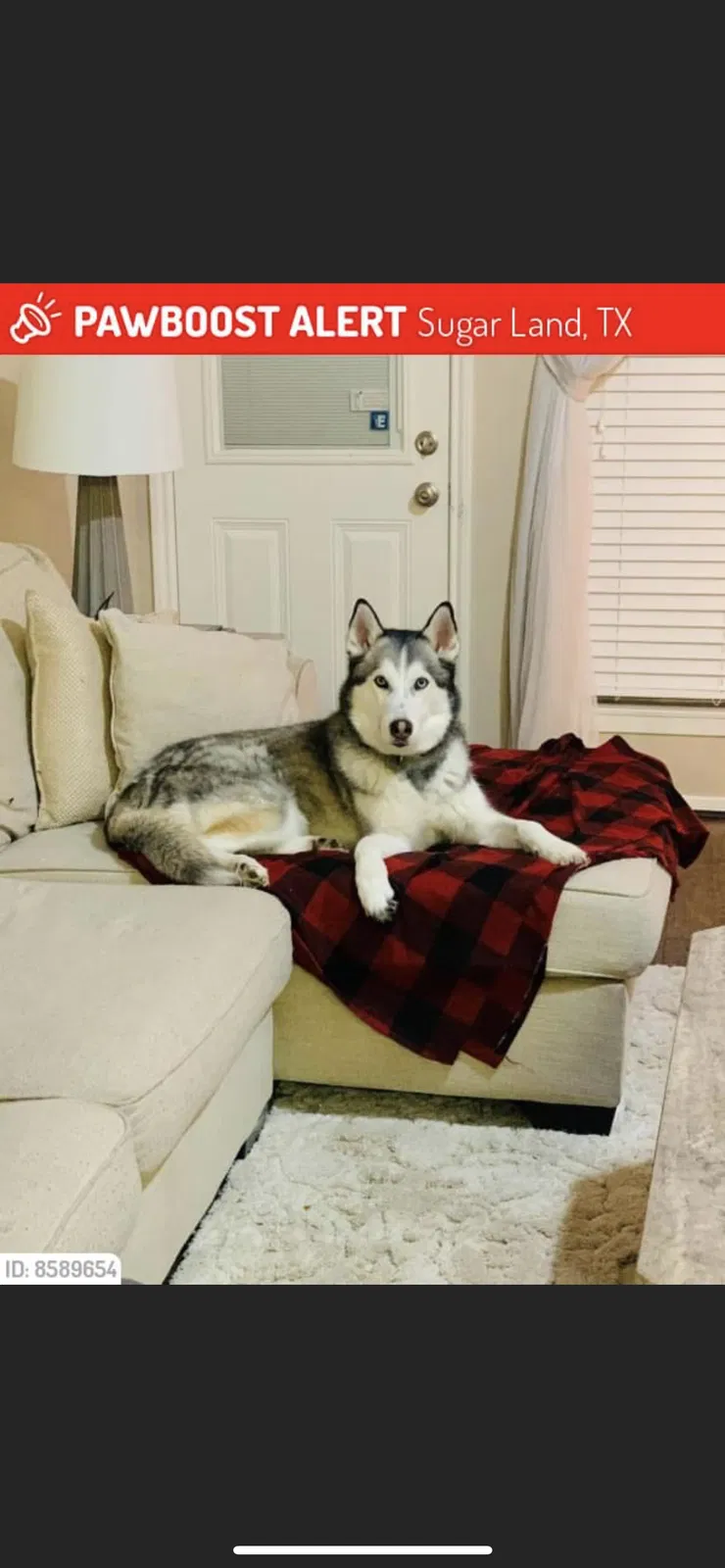 Lost dog in Sugar Land, TX, 77498