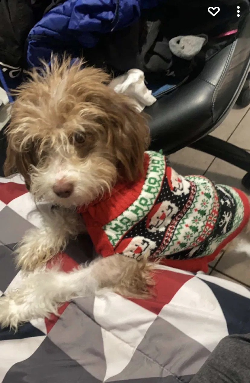 Lost dog in Fort Worth, TX, 76115