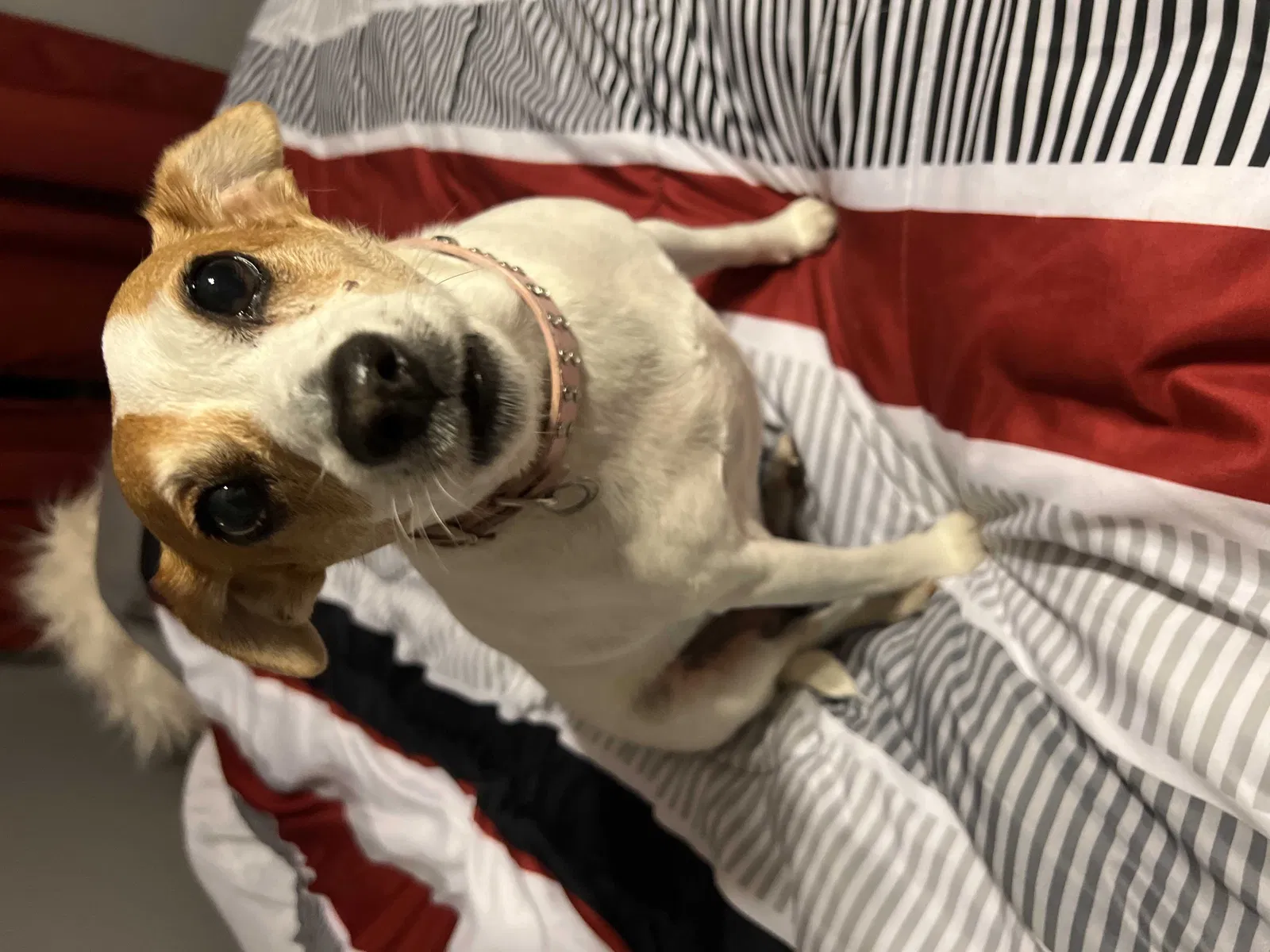 Lost dog in Manchester, TN, 37355