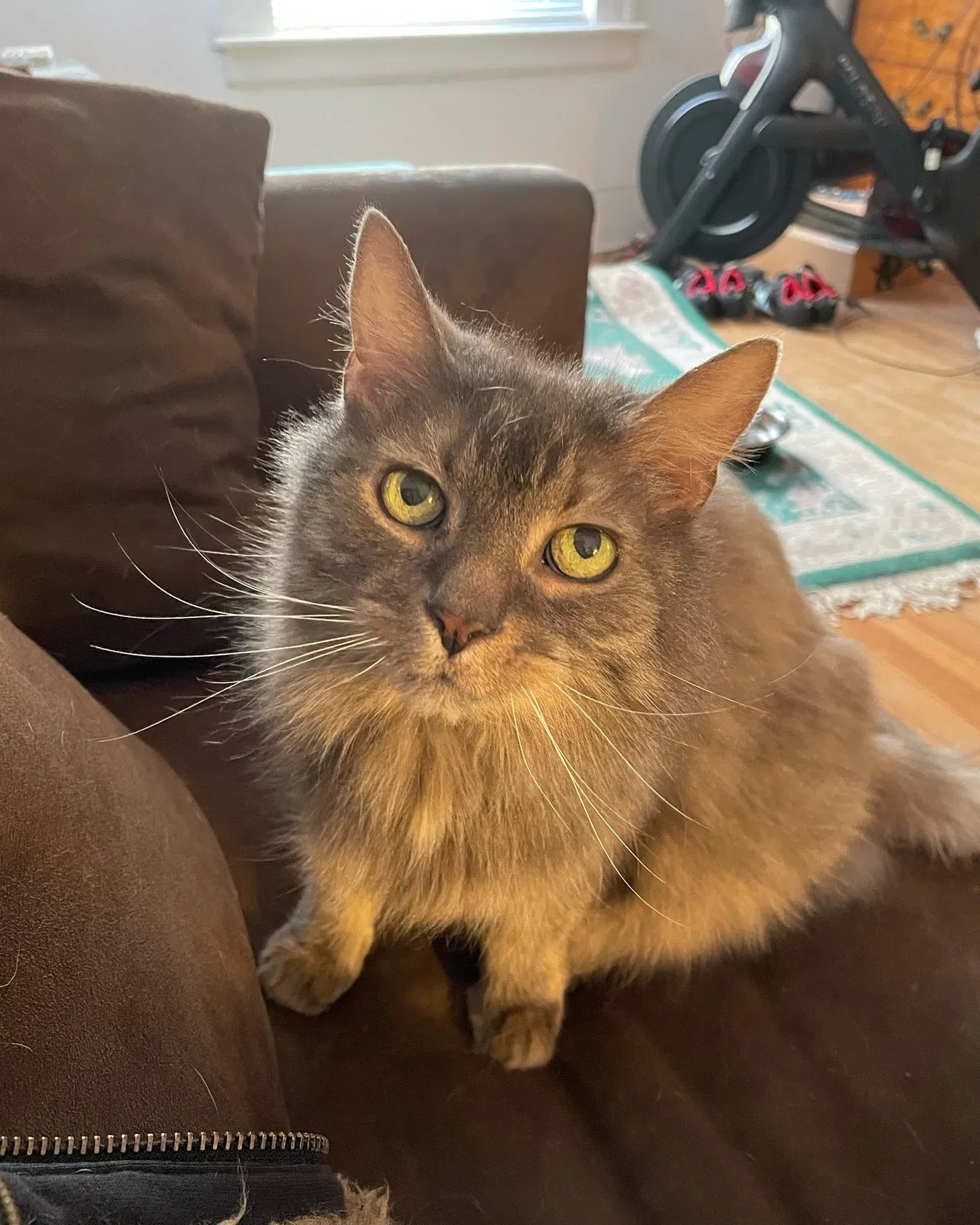 Lost cat in Waterbury, CT, 6708