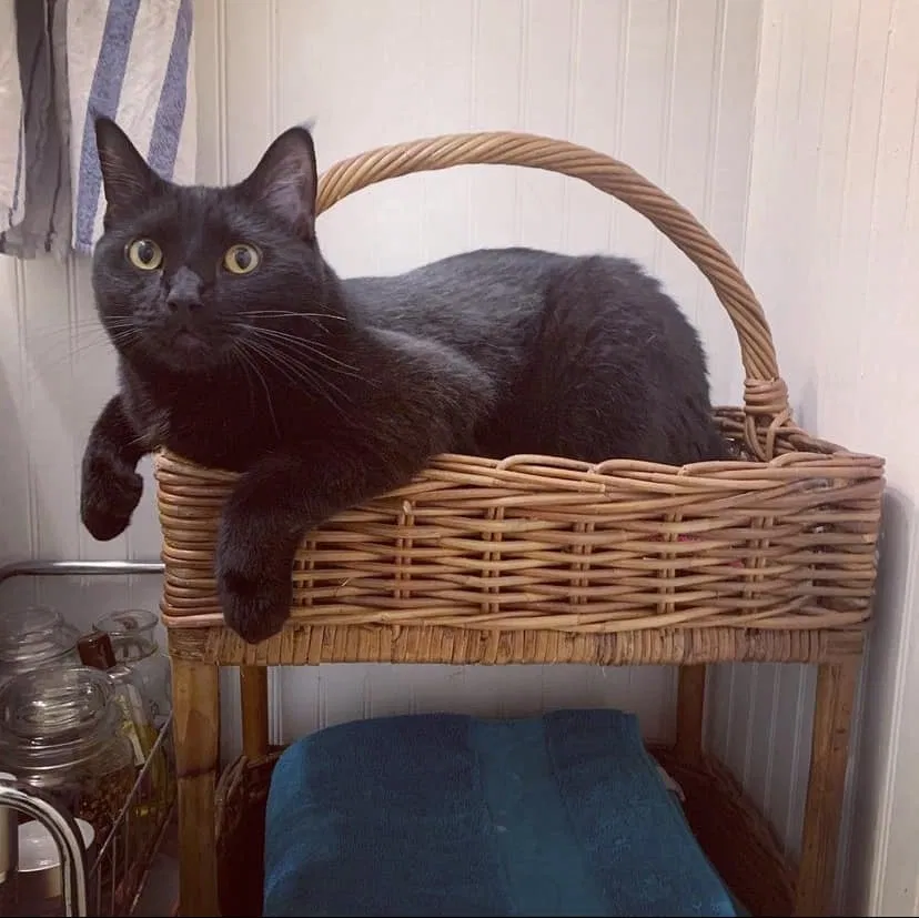 Lost cat in Saint Louis, MO, 63116