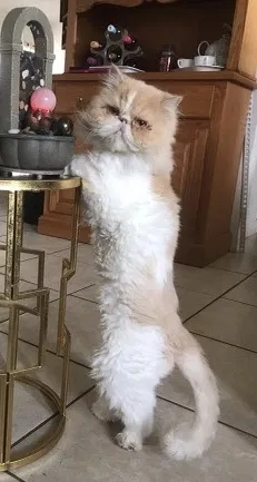 Lost cat in Palm Bay, FL, 32907