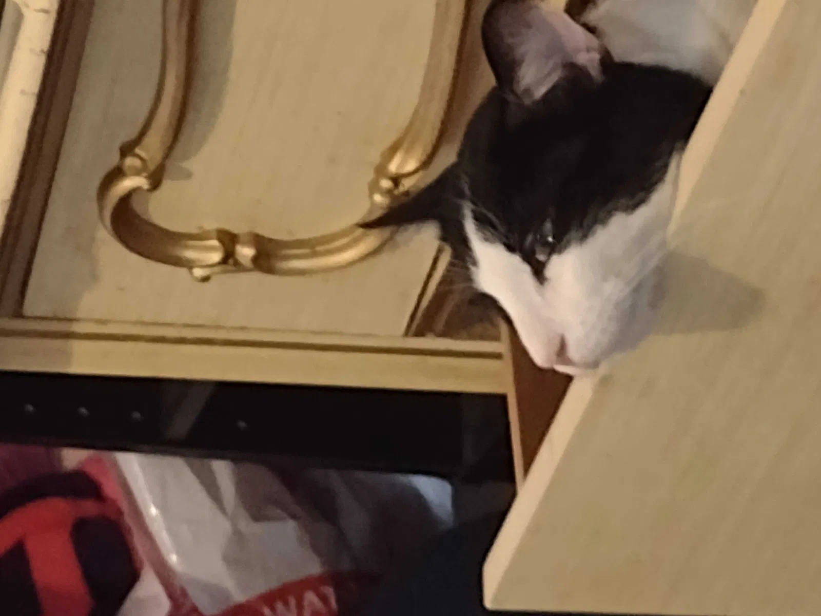Lost cat in Pittsburgh, PA, 15220