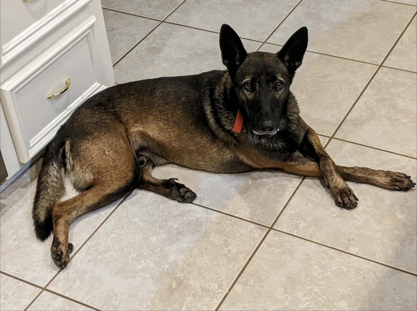 Lost dog in Katy, TX, 77493