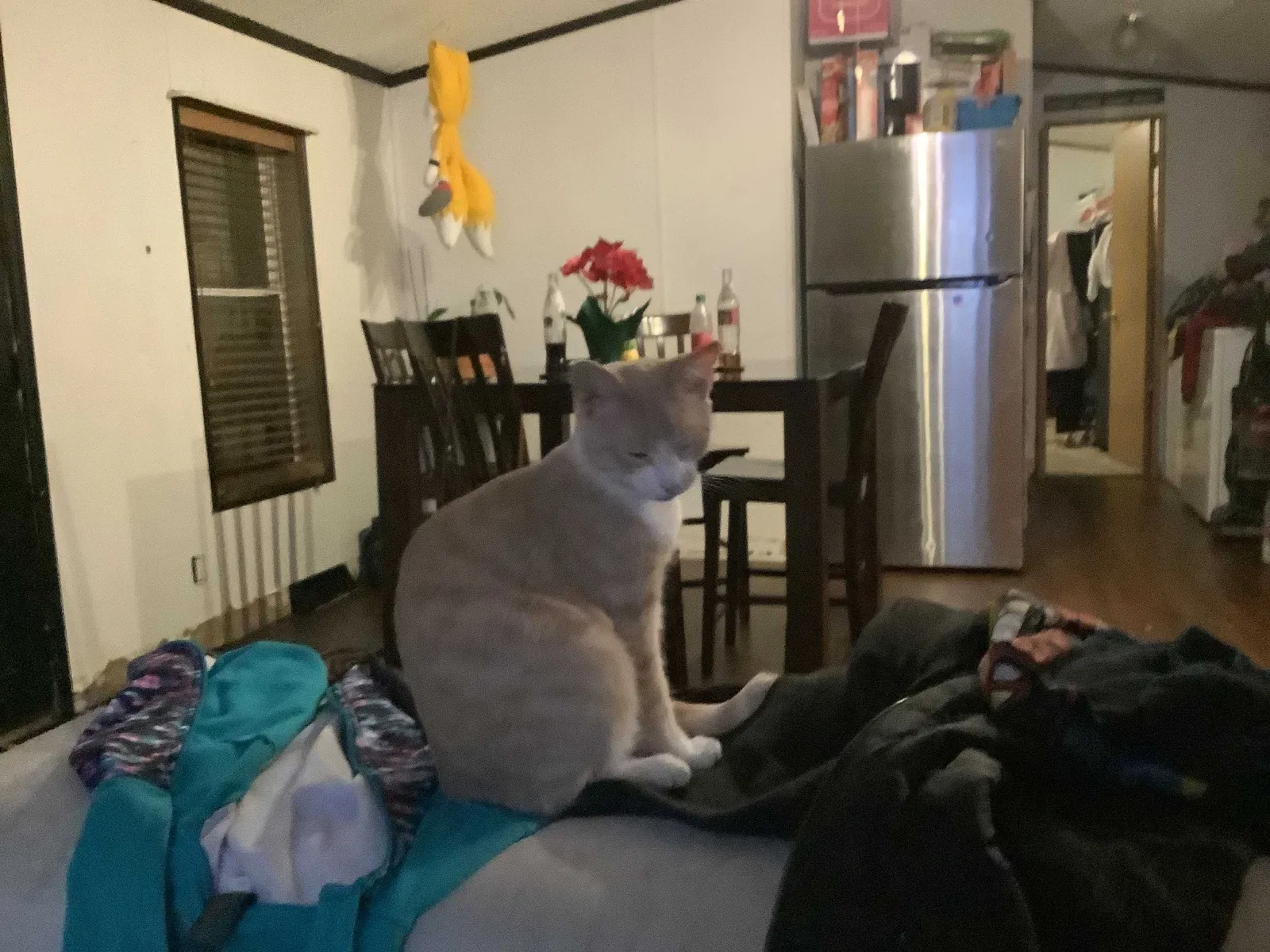 Lost cat in Des Moines, IA, 50320