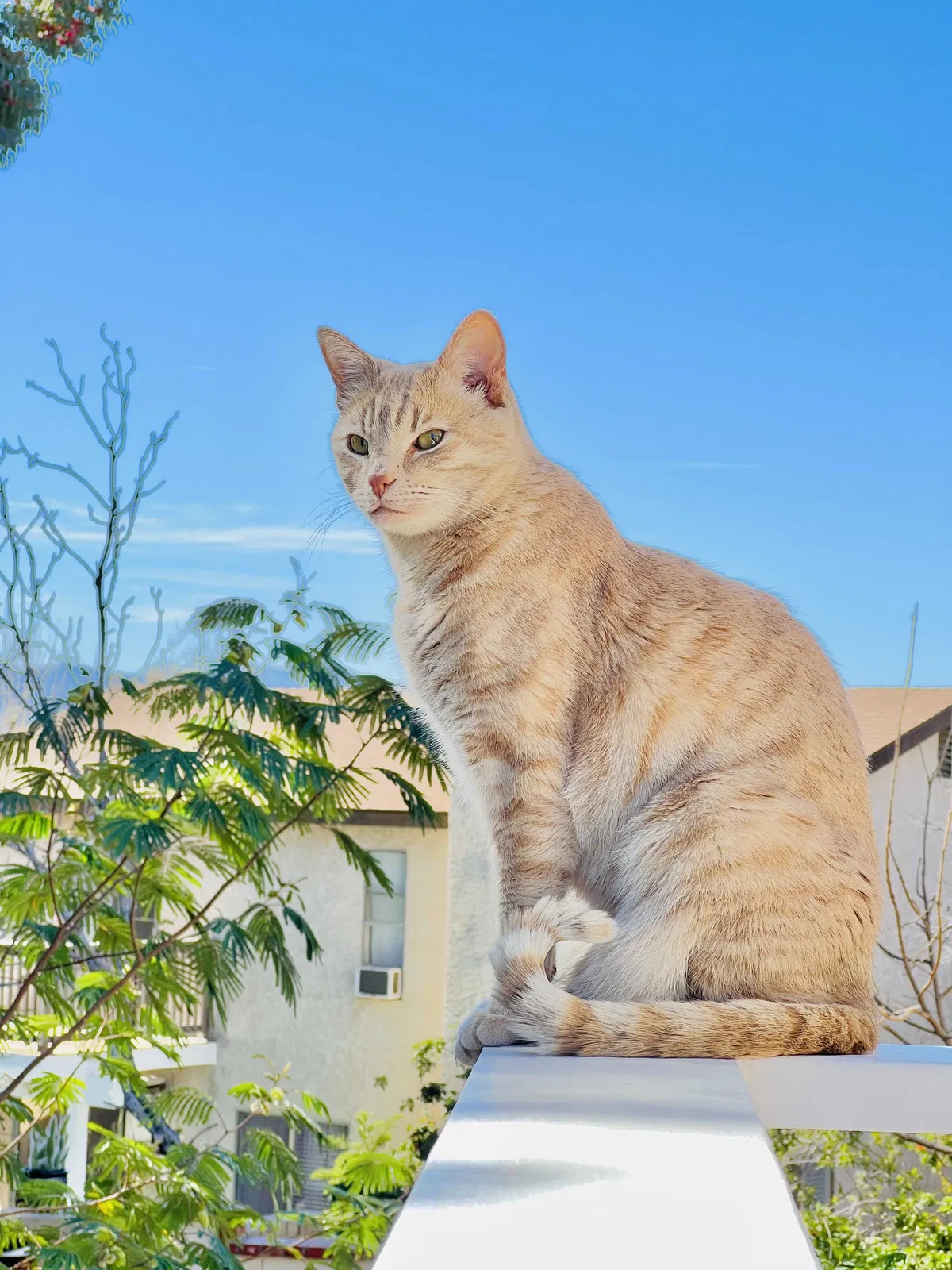 Lost cat in Santa Clarita, CA, 91350