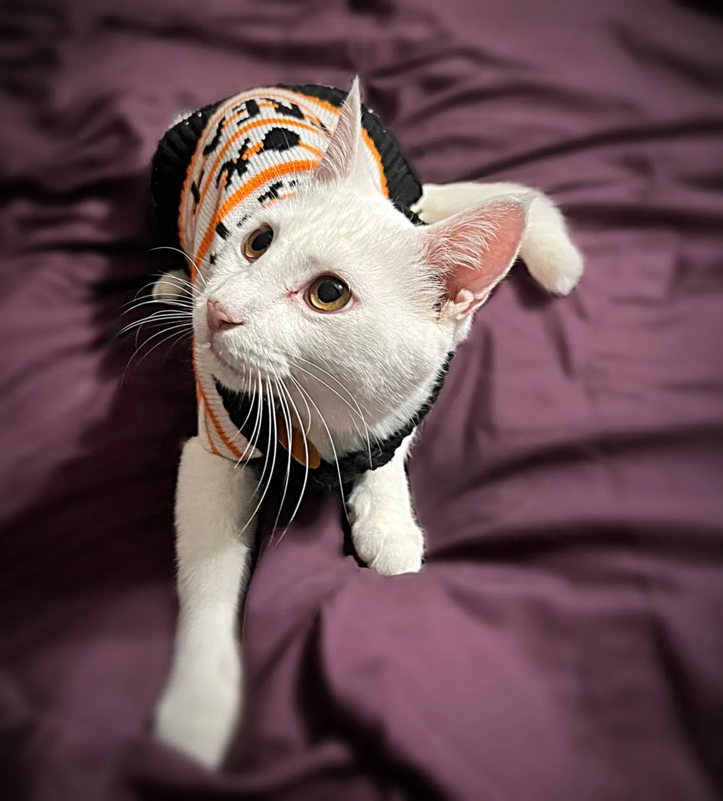 Lost cat in Moulton, AL, 35650
