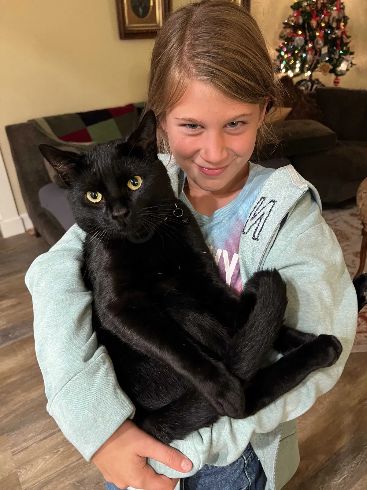 Lost cat in Los Alamitos, CA, 90720